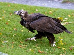 Photowalk - Hohenwerfen Castle - Falconry Austria